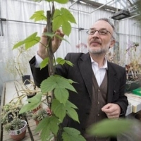 Стефано Манкузо